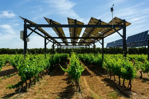 An innovative agricultural setup where solar panels serve as a canopy over rows of vibrant green grapevines in a vineyard.